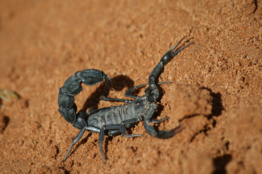 Schwarzer Skorpion in der Sahara