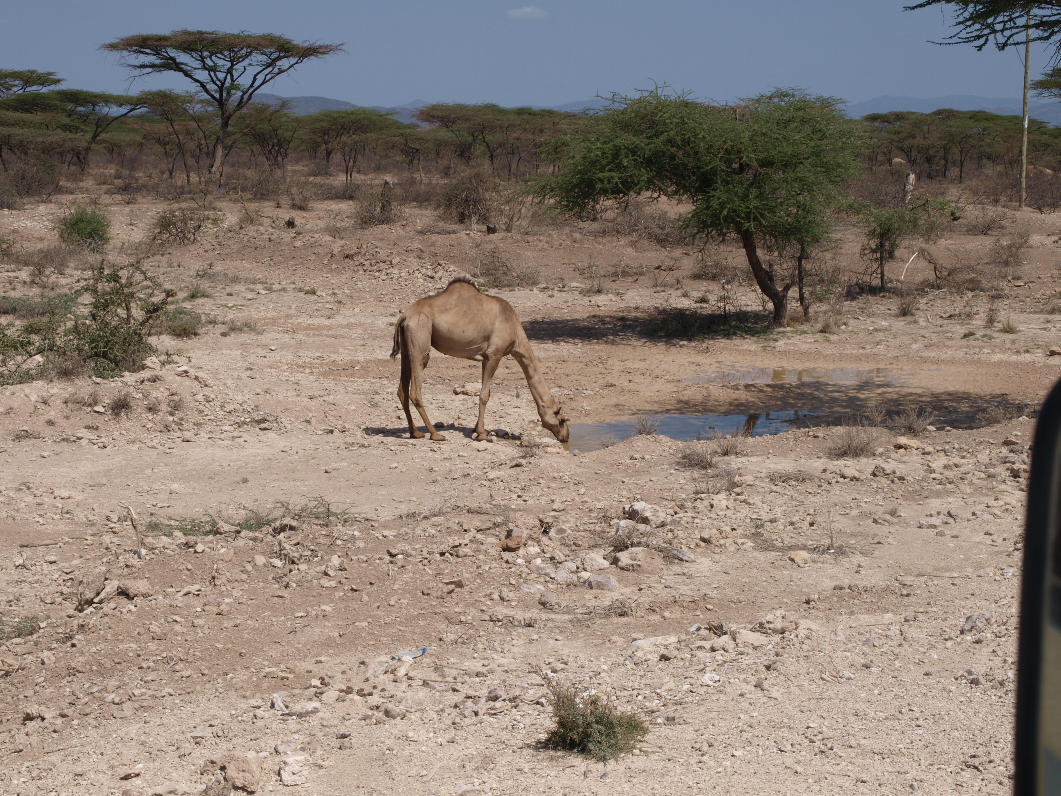 Wilde Kamele in Kenia