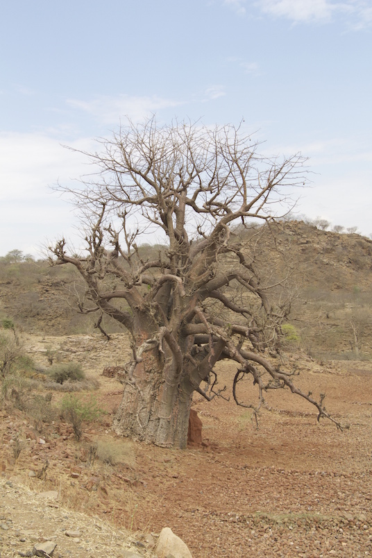 Unser erster Baobab-Baum bei Lalibela, Äthiopien