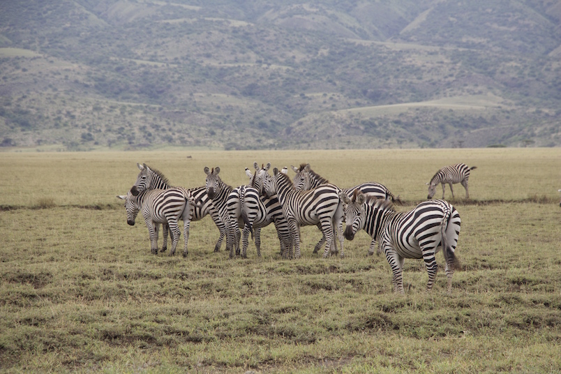 Zebras in der Naehe des Ngorongoro Kraters, Serengeti, Tansania