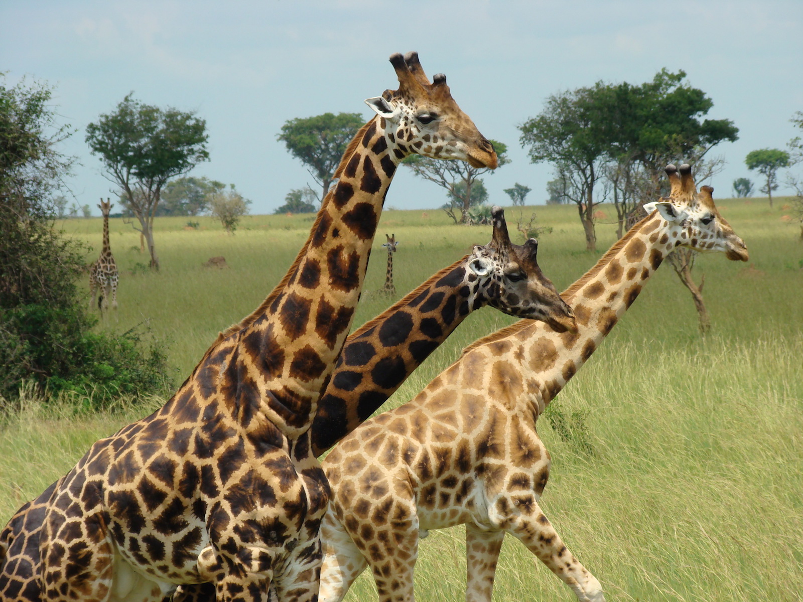 August der Reisewagen Warum Afrika? Unter anderem deshalb: Giraffen in Uganda
