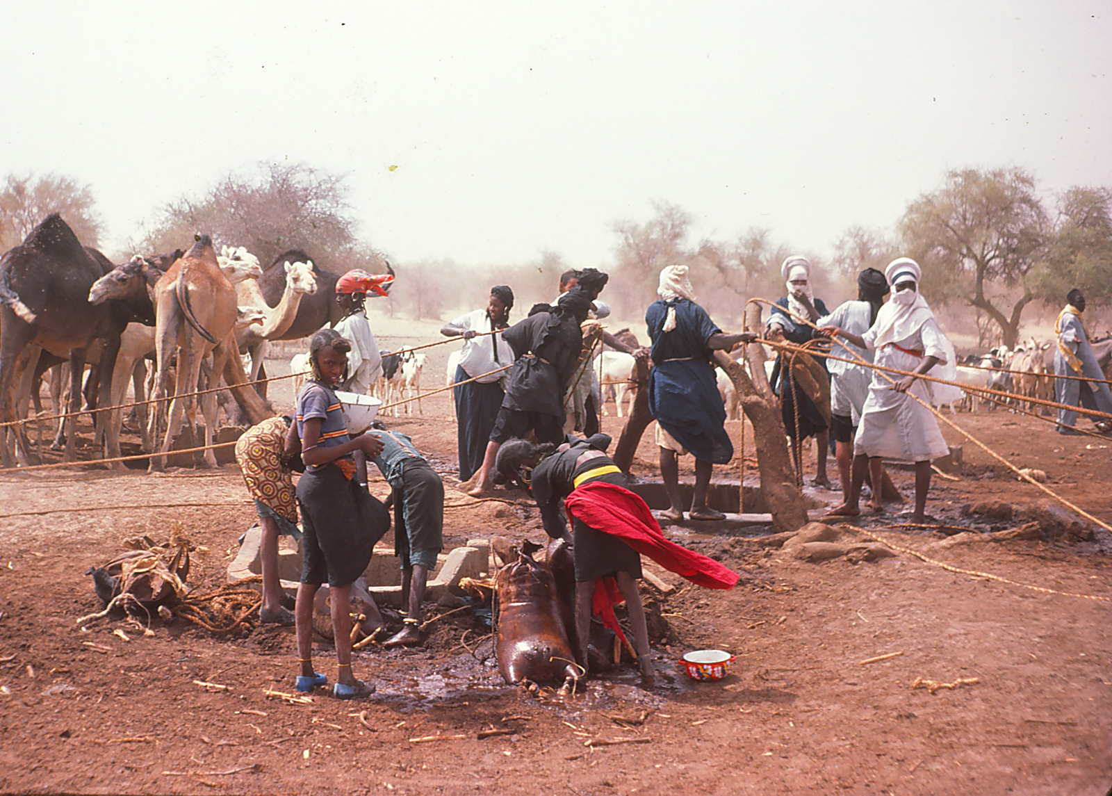 Tuareg beim Wasserholen für ihr Vieh.