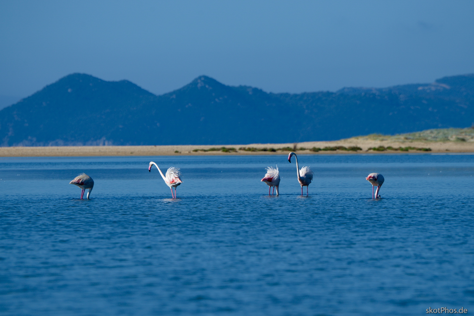 Sardinien - Guten Morgen Flamingos.
