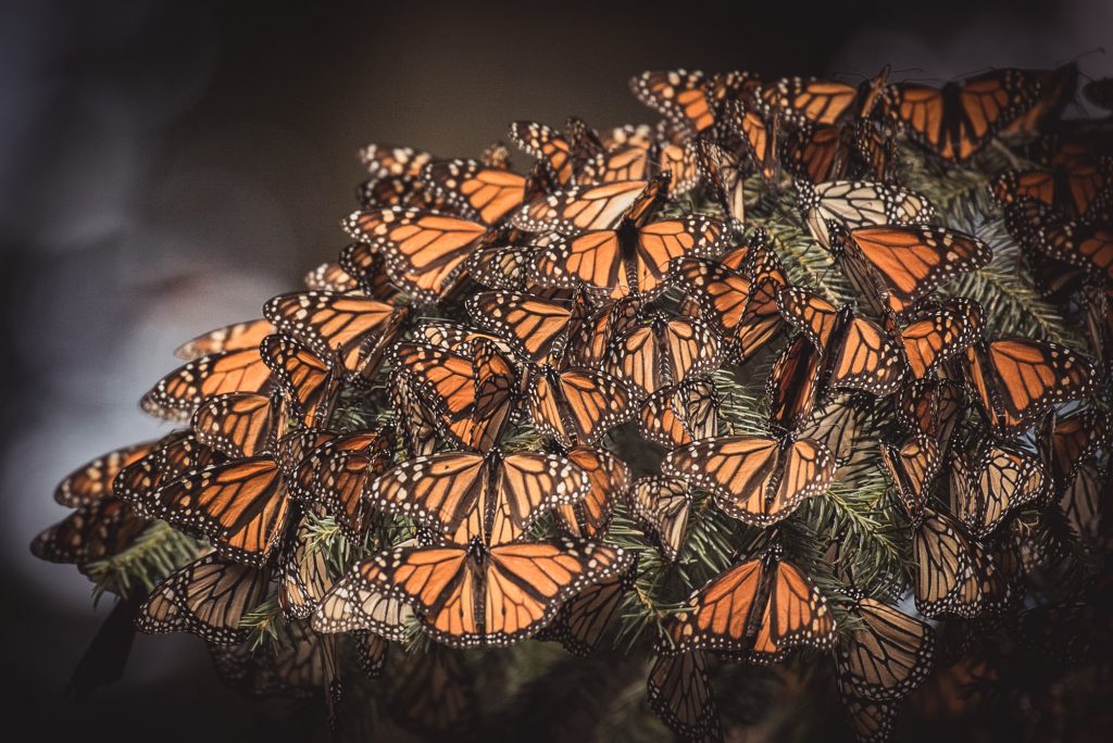 Einmalrundum.ch - Land Cruiser Panamericana - MATSCH&PISTE