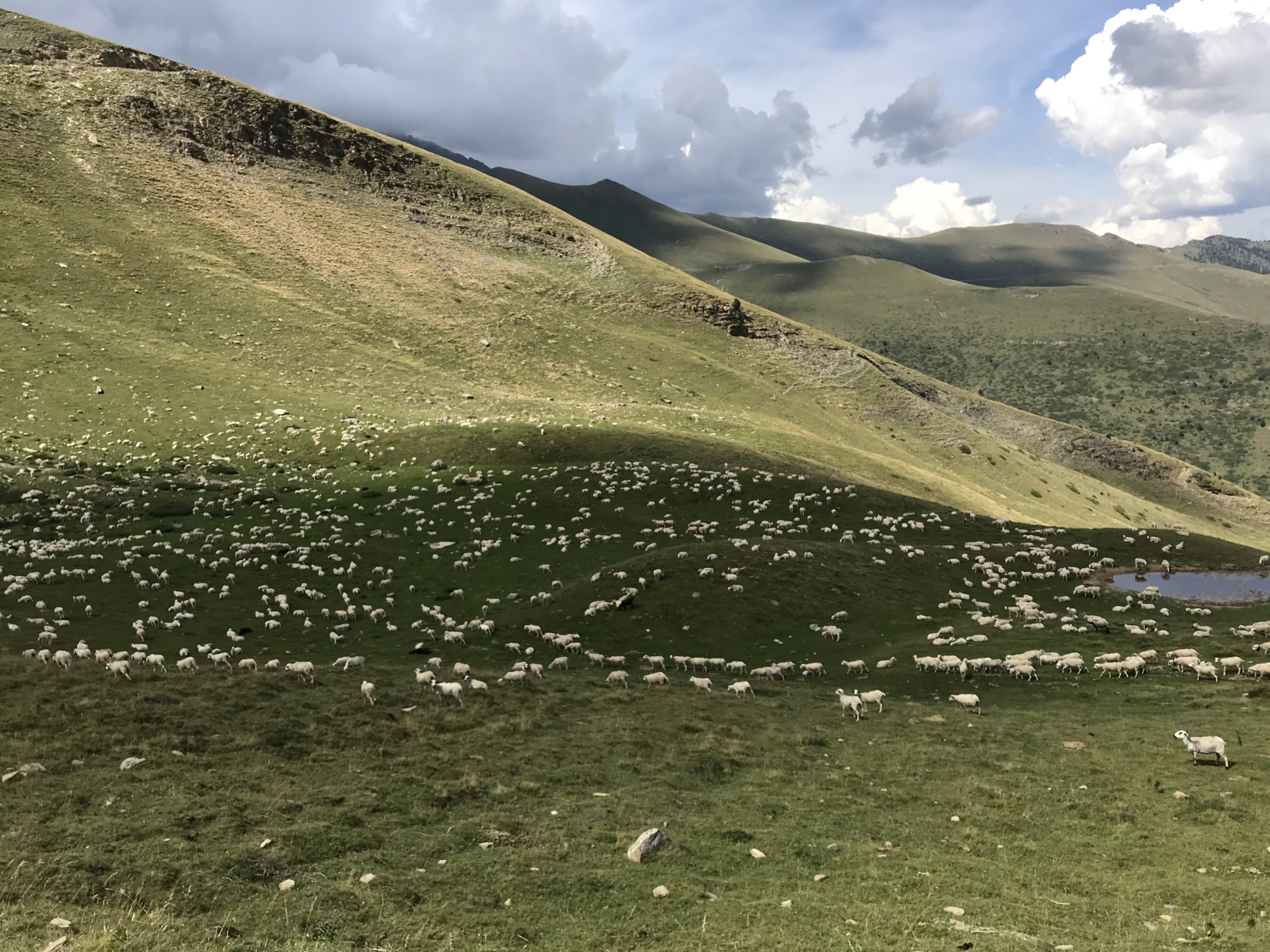 Eine sehr überschaubare Anzahl Schafe.