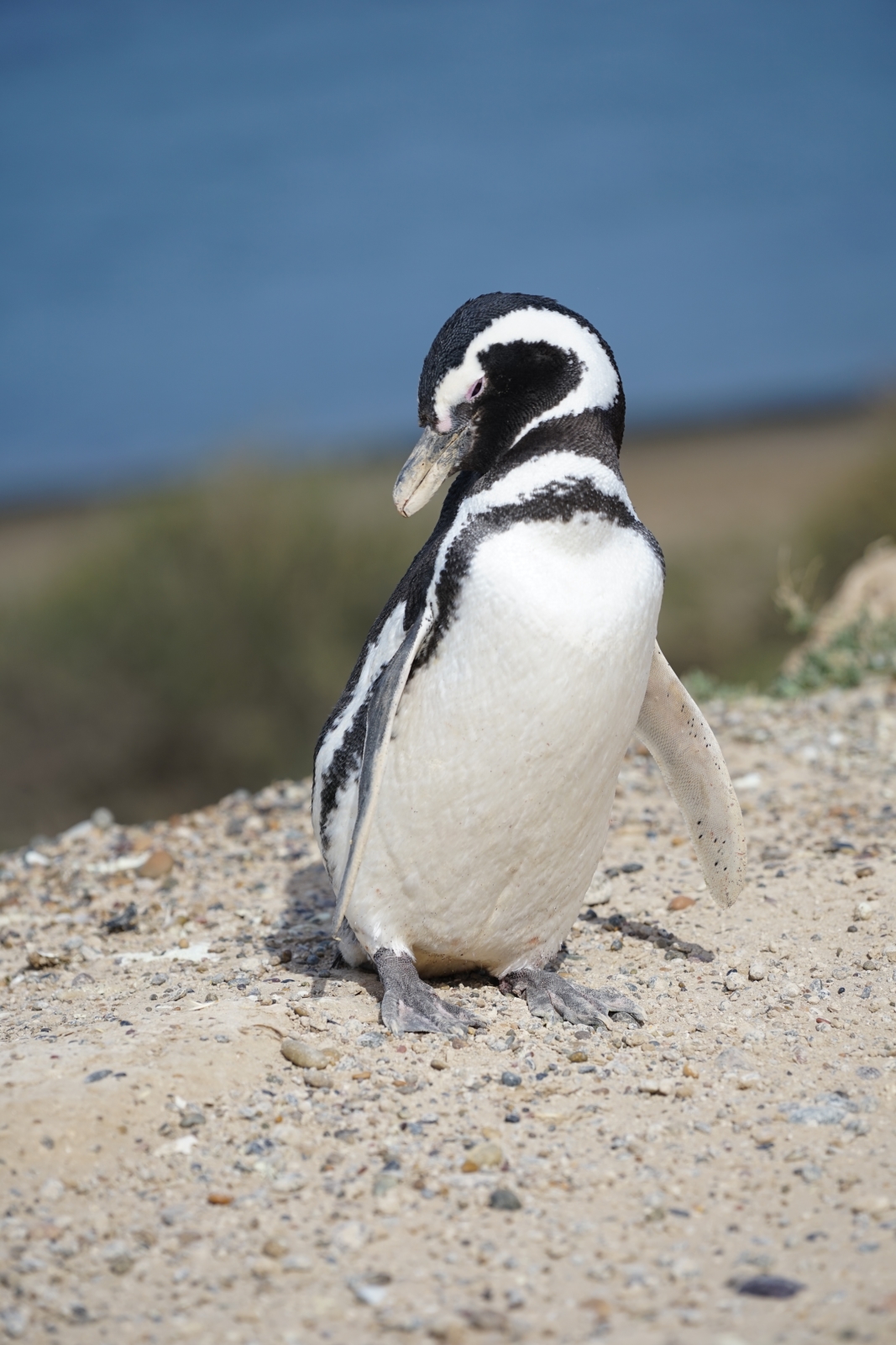 Kleiner Pinguin.