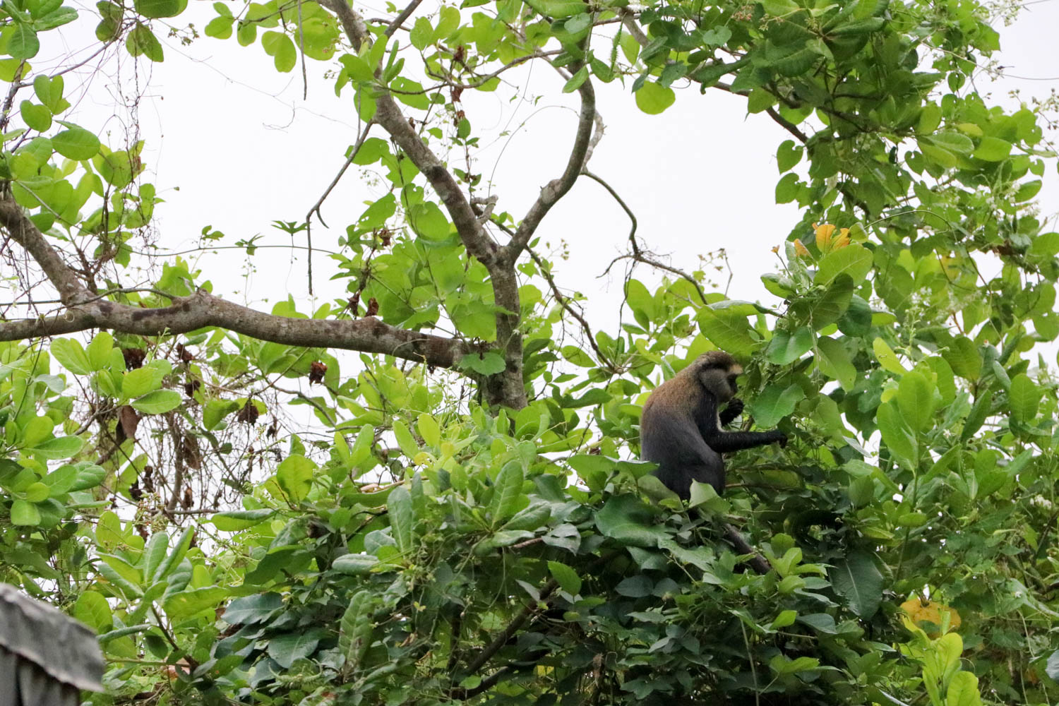 Laut einer Legende handelt es sich bei den Affen von Soko um verzauberte Mitbürger.
