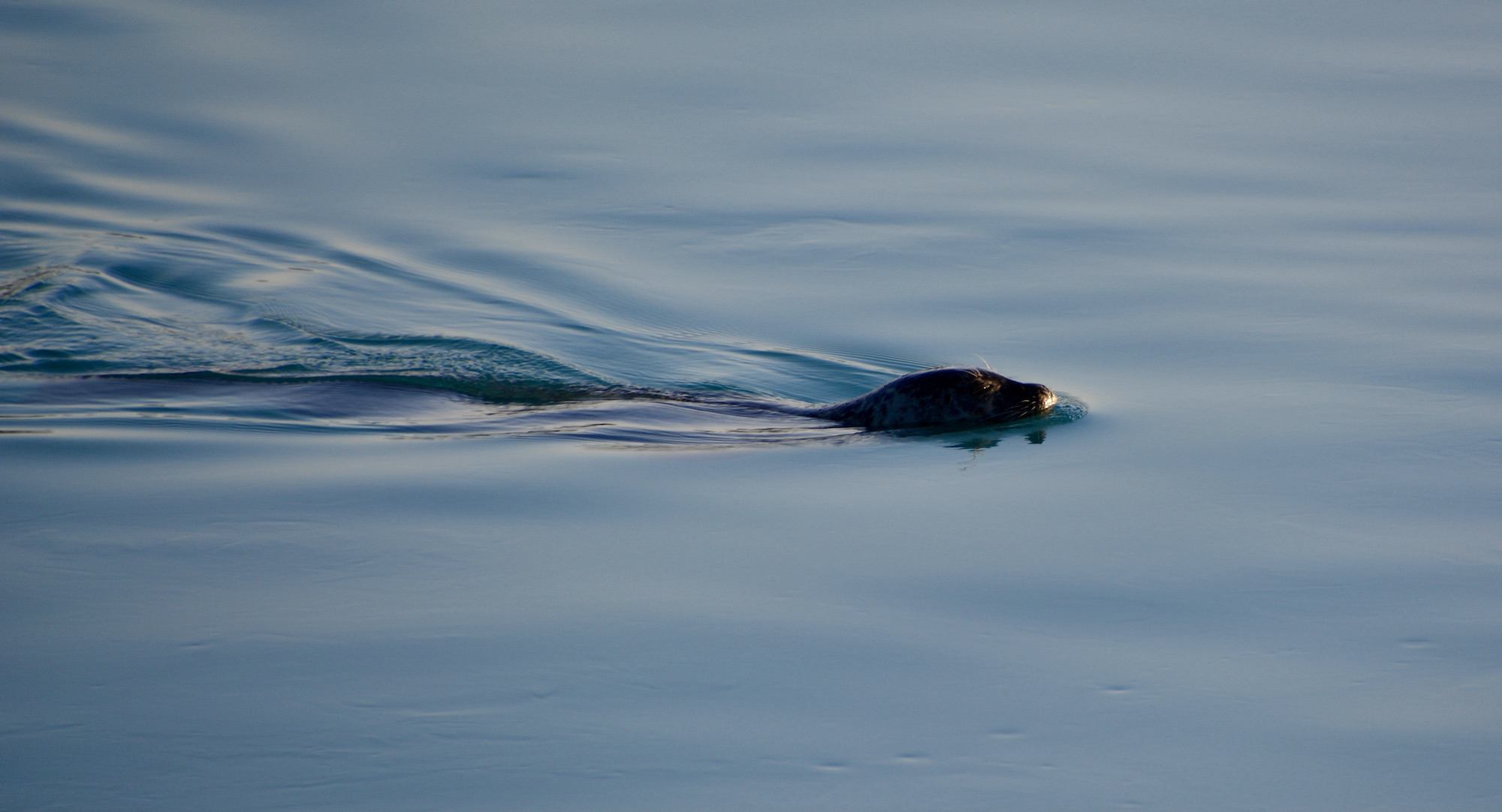 Seehund auf Island