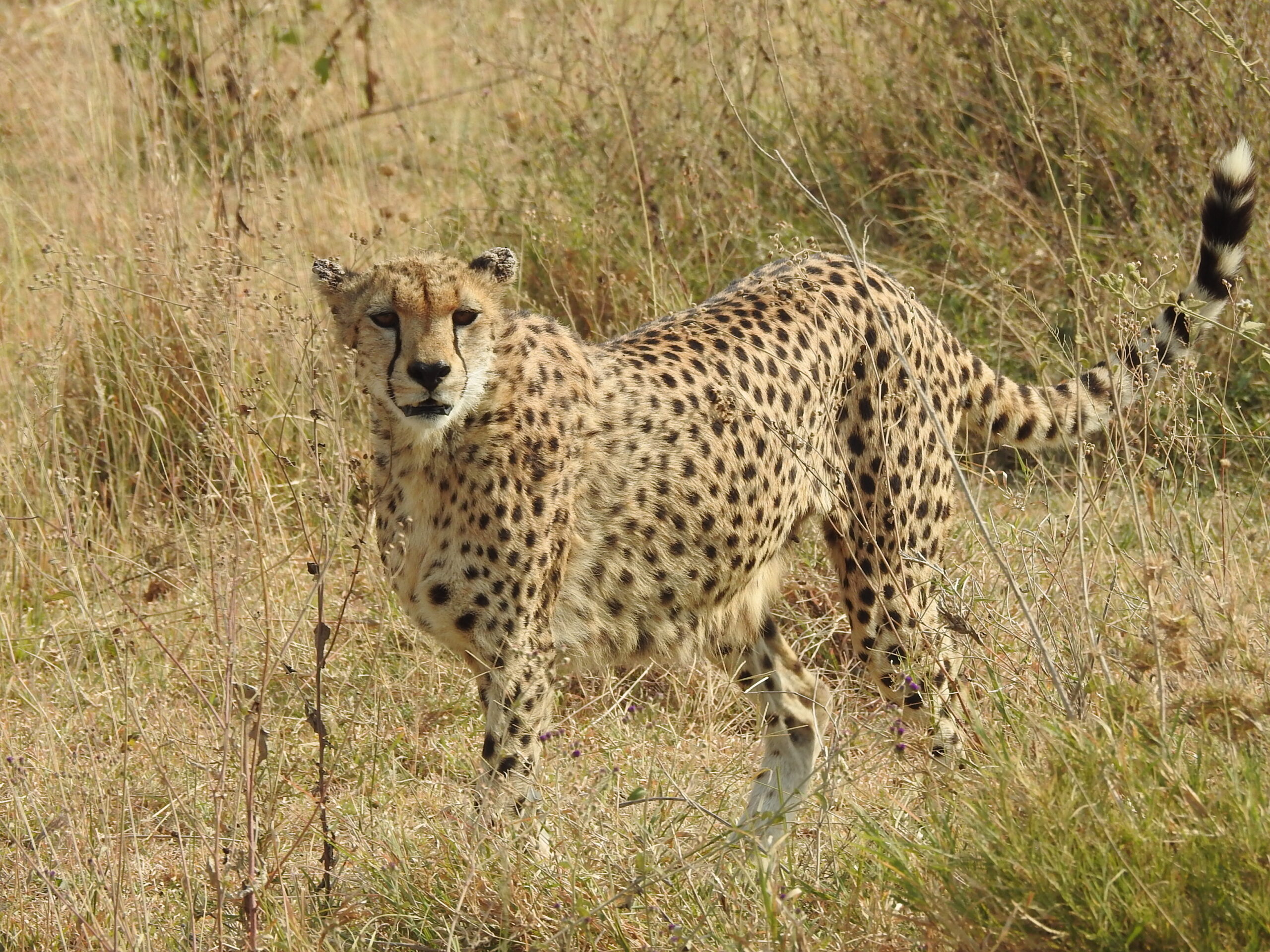 Toyota Serengeti Gepard
