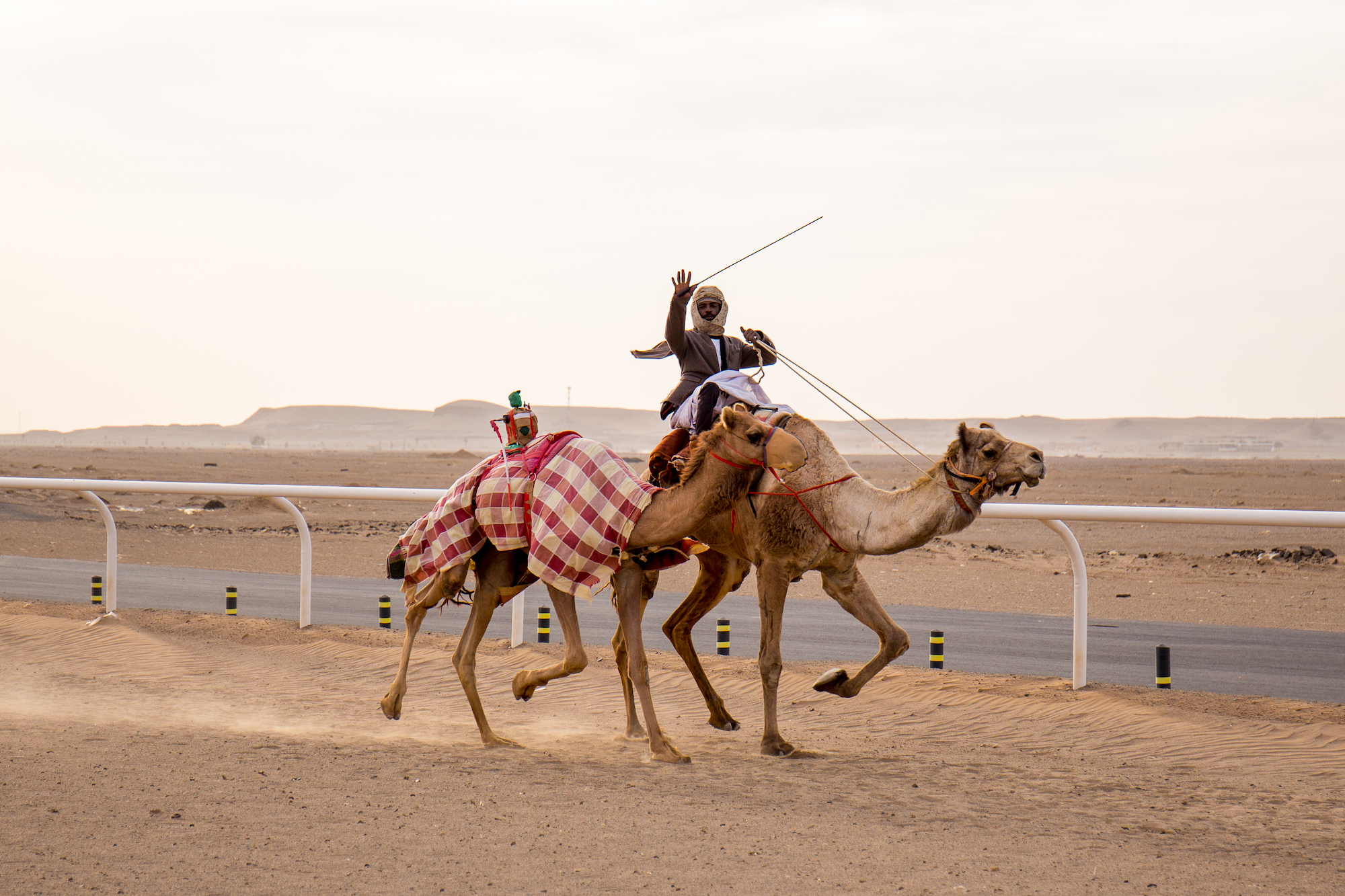 Der Saudis zweitliebstes Hobby - Kamelrennen