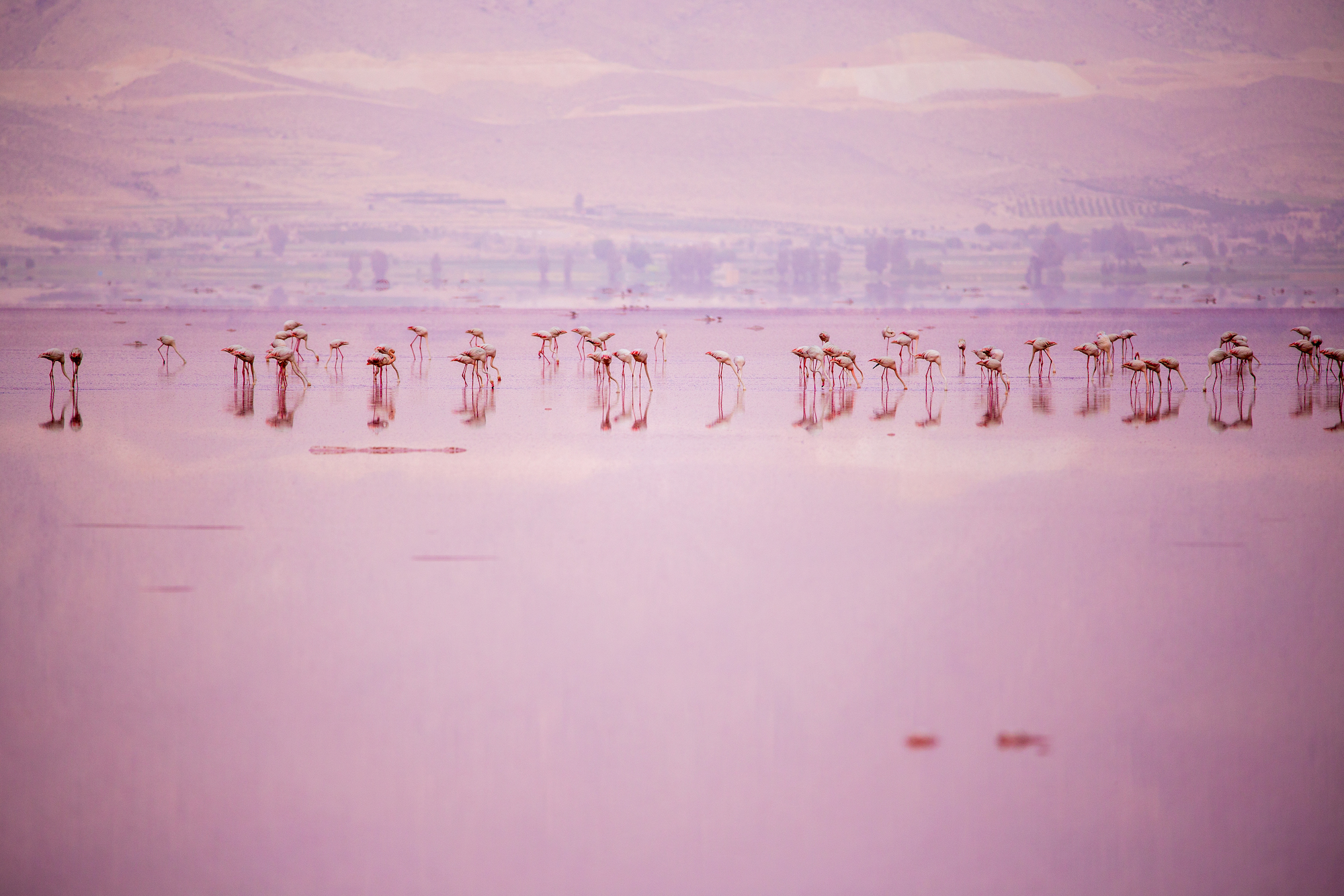 Ein Lux auf Reisen Flamingos