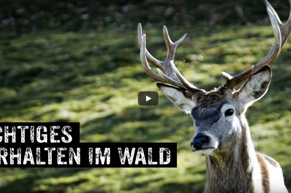 Mit dem Profi unterwegs im Wald - 4x4 PASSION #390