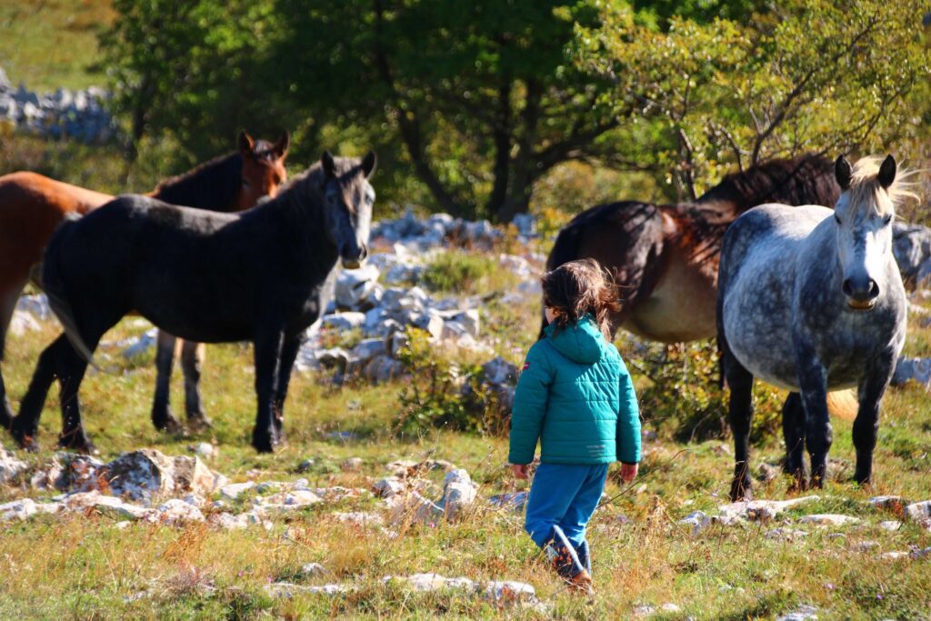 Familienreise Mongolei - 2 Kroatien - für Elva geht ein erster Traum in Erfüllung. Sie darf den freilebenden Pferden sehr nahe sein.