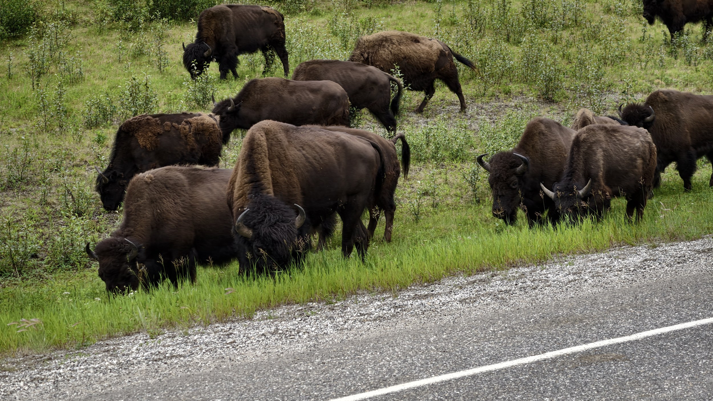 Bisons am Straßenrand.
