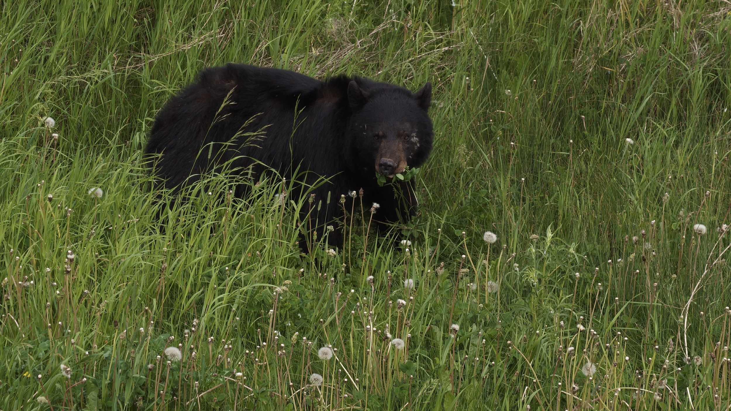 Erste Wildlife-Begegnung am Alaska Highway: ein Schwarzbär am Straßenrand.